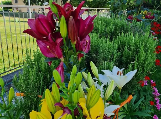 Casa Andre * بيسكانتينا