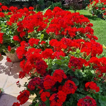 בית אירוח Casa Andre פסקנטינה