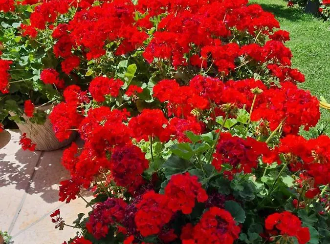 ホームステイ Casa Andre ペスカンティーナ